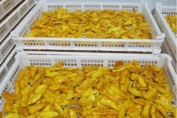 mango drying machine